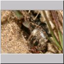 Astata boops - Wanzengrabwespe 21b beim Nesteintrag.jpg